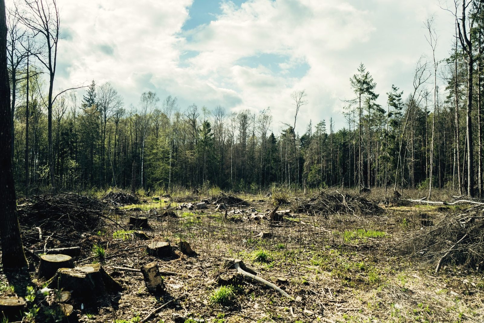A cleared woodland lot with stumps left in the ground
