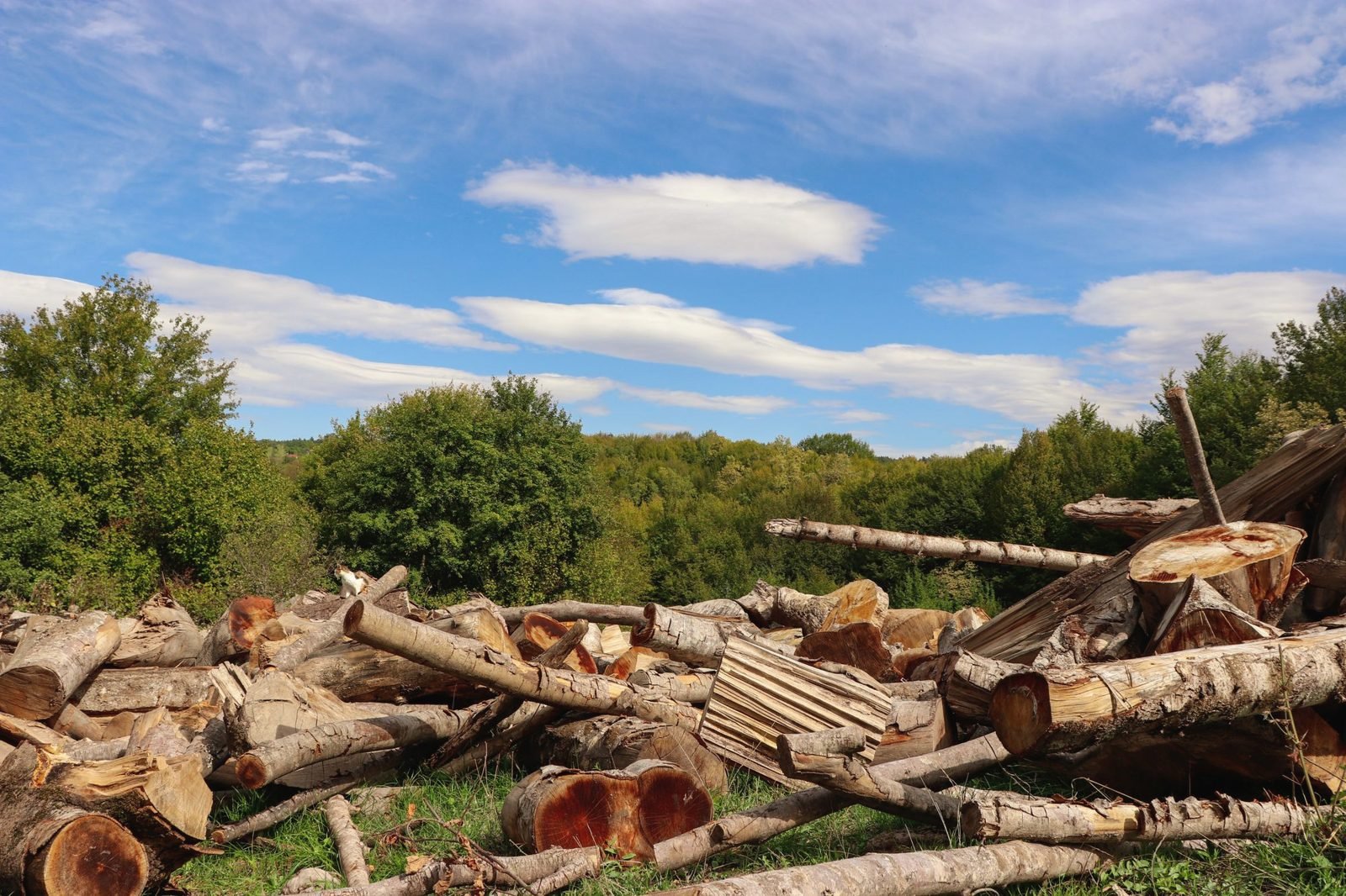 Cut logs stacked at the edge of a clearing
