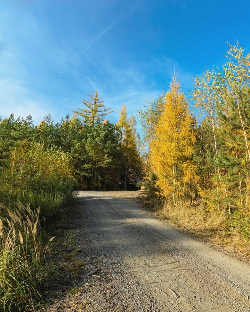 Gravel drive curving through autumn trees